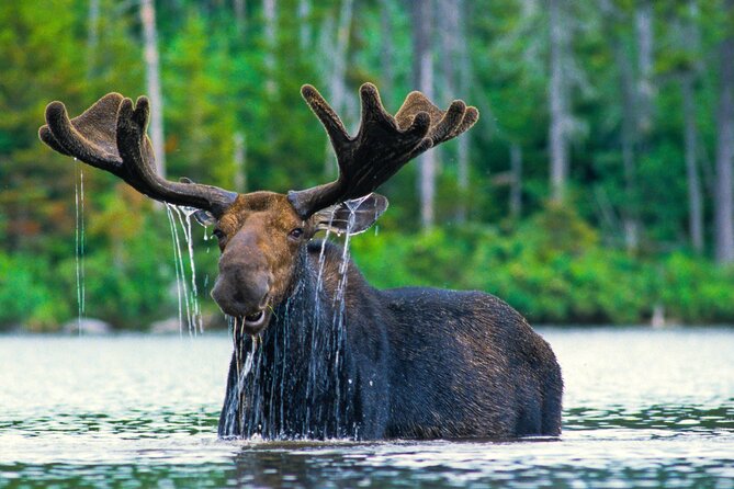 Sunset 4-Hour Grand Teton Wildlife Adventure - Key points at a glance