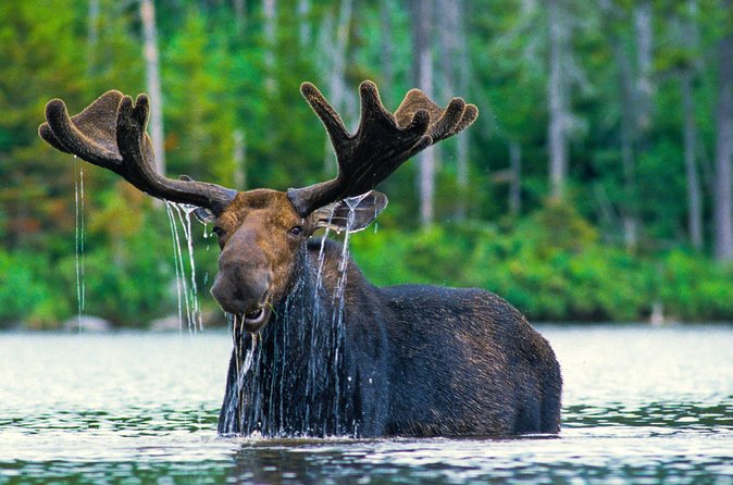 Sunset 4-Hour Grand Teton Wildlife Adventure - Guides who add meaning to the sightings