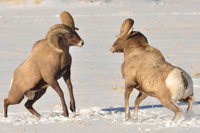 Sunset 4-Hour Grand Teton Wildlife Adventure - Snacks, warm drinks, and practical comfort