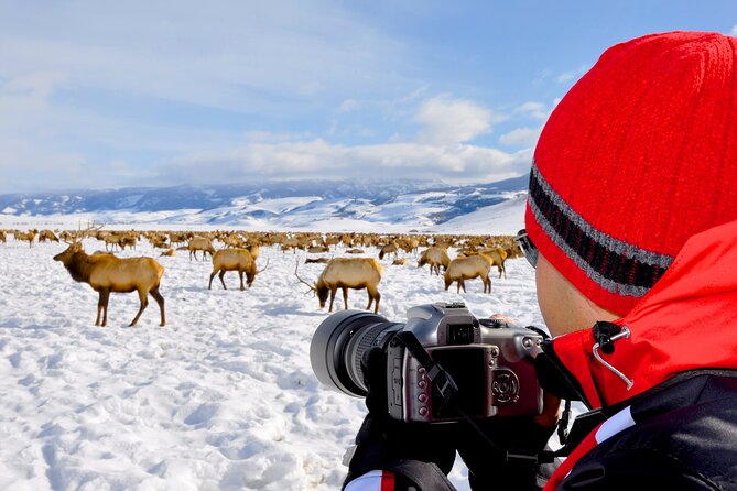 Sunset 4-Hour Grand Teton Wildlife Adventure - The price: what your $198 buys