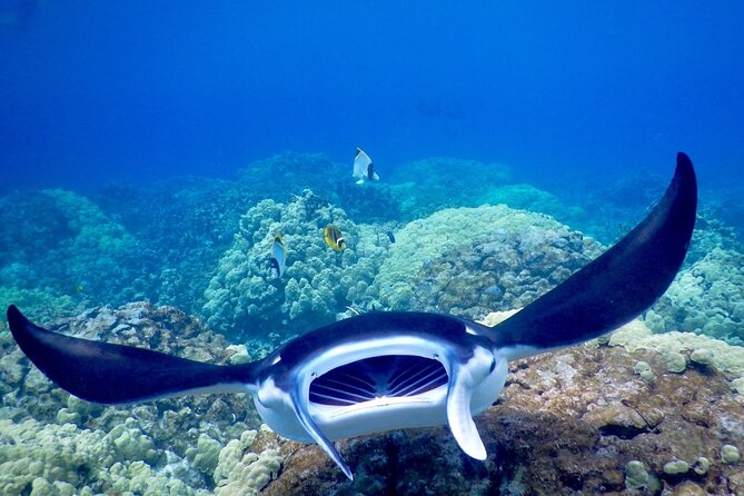 Sunset and Manta Ray Snorkel Adventure - Watching manta rays beneath the lights