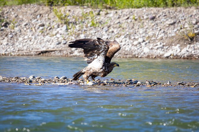 Tetons and Snake River Scenic Float Trip In Jackson Hole - Wildlife: What You Might Actually See