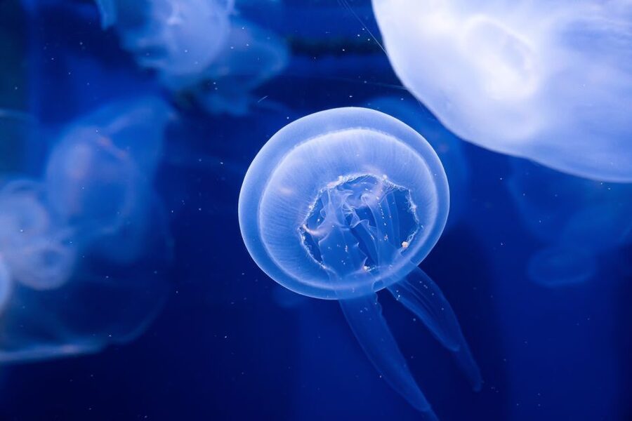 The Florida Aquarium Ticket - Key points to know before you go