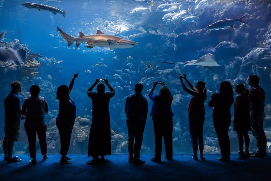 The Florida Aquarium Ticket - Starting beneath Tampa’s glass dome
