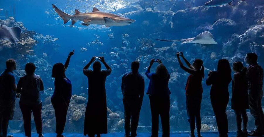 The Florida Aquarium Ticket - MORPH’D explains how animals adjust