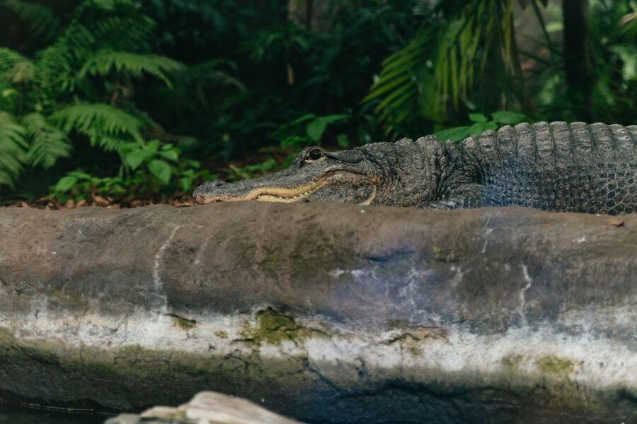 The Florida Aquarium Ticket - Three touch pools make the visit hands-on