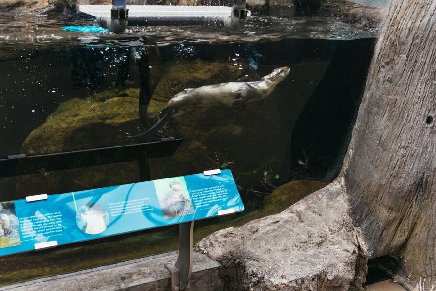 The Florida Aquarium Ticket - Seahorses, lemurs, and birds broaden the collection
