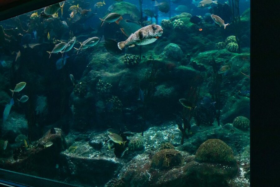 The Florida Aquarium Ticket - Talks and presentations are worth building into your timing