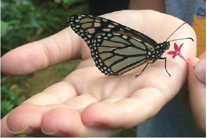 The Maui Butterfly Farm Tour - What happens at 737 HI-30 in Lahaina