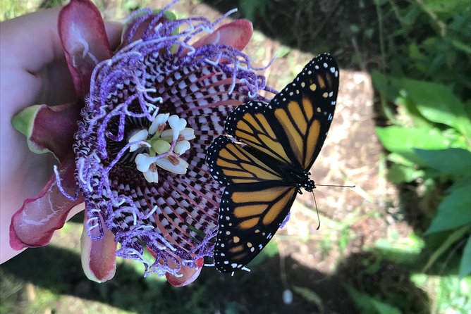 The Maui Butterfly Farm Tour - Caterpillars and praying mantises add variety