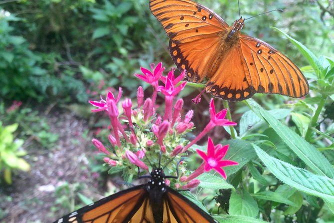 The Maui Butterfly Farm Tour - Why the small group matters