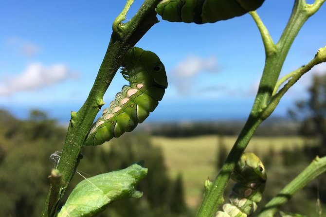 The Maui Butterfly Farm Tour - A short tour with useful timing