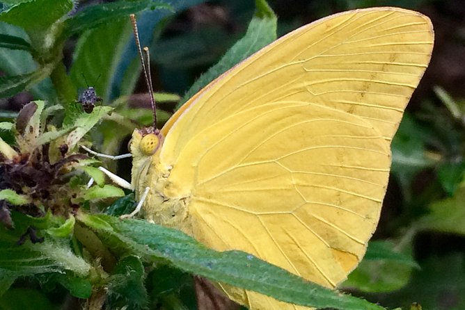 The Maui Butterfly Farm Tour - Who will get the most from this visit