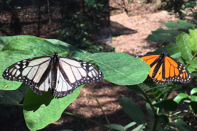The Maui Butterfly Farm Tour - Practical details that make the day easier