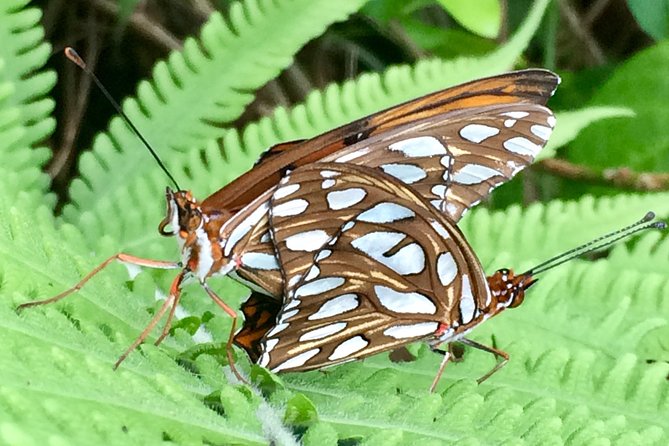 The Maui Butterfly Farm Tour - Inside the butterfly flight house
