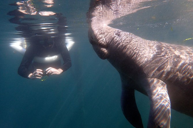 The 'OG' Manatee Snorkel Tour with In-Water Guide/Photographer - Starting at the River Ventures shop