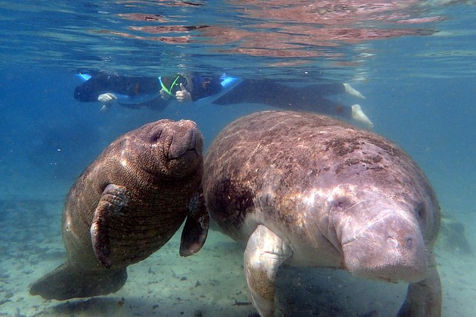 The 'OG' Manatee Snorkel Tour with In-Water Guide/Photographer - Cruising Kings Bay and the Crystal River refuge