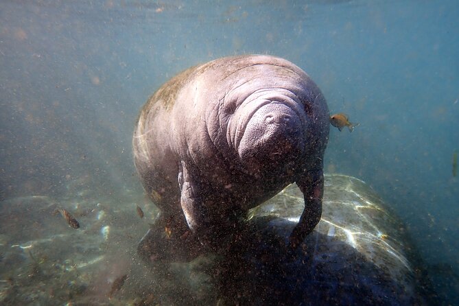 The 'OG' Manatee Snorkel Tour with In-Water Guide/Photographer - The manatee encounter in the water