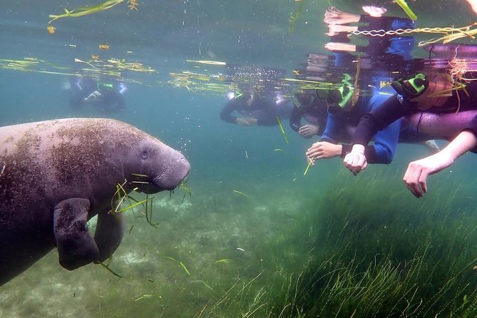 The 'OG' Manatee Snorkel Tour with In-Water Guide/Photographer - Why the in-water photographer matters