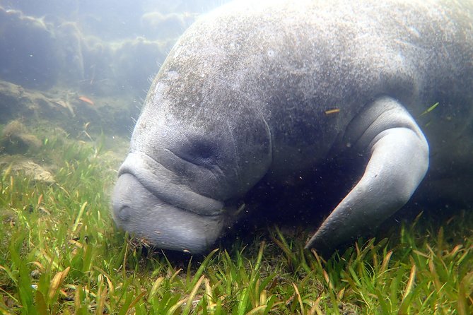 The 'OG' Manatee Snorkel Tour with In-Water Guide/Photographer - Is $76.07 a fair price?