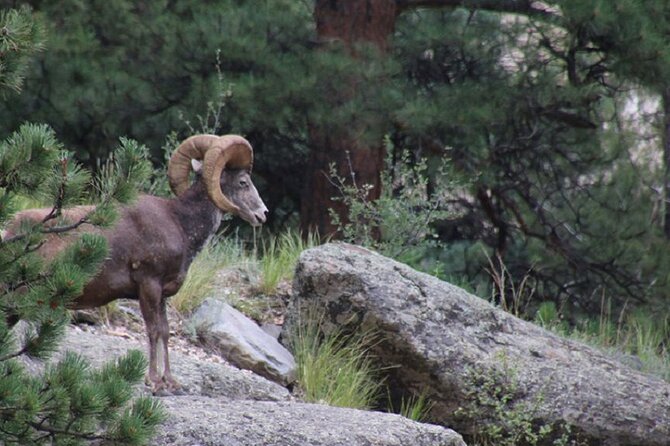 The Rocky Mountain National Park Safari Tour - Starting from Estes Park at 157 Moraine Avenue