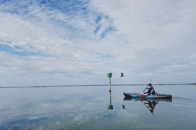Thousand Island Mangrove Tunnel, Manatee & Dolphin Kayak Tour w/Cocoa Kayaking - Manatees, dolphins, birds, and the luck factor