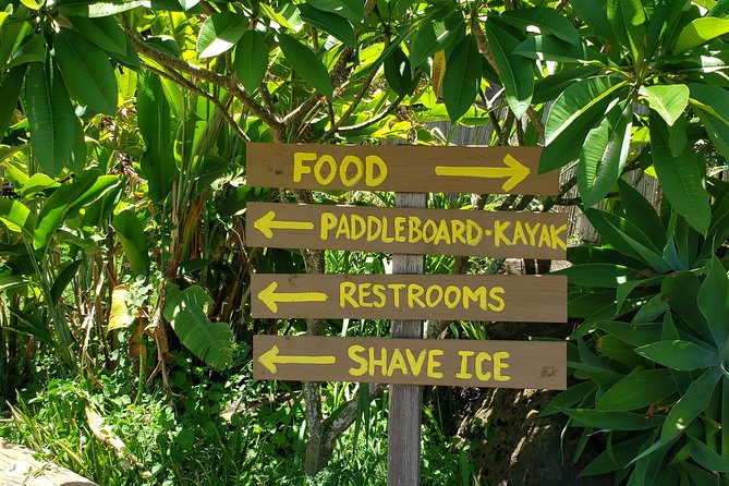 Tour of North Shore & Waimea Waterfall - Macadamia nuts beneath the banyan trees