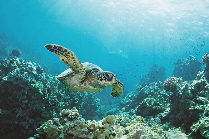 Turtle Canyon Snorkel Adventure in Waikiki, Oahu - Diamond Head views without a land stop