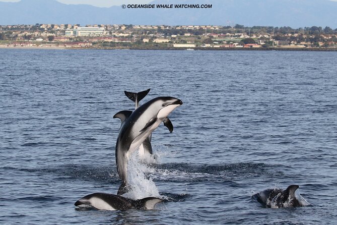 Two-Hour Luxury Whale Watching Tour from Oceanside - Dolphins may be the real highlight