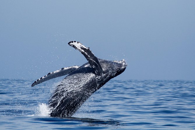 Two-Hour Luxury Whale Watching Tour from Oceanside - The naturalist narration adds value