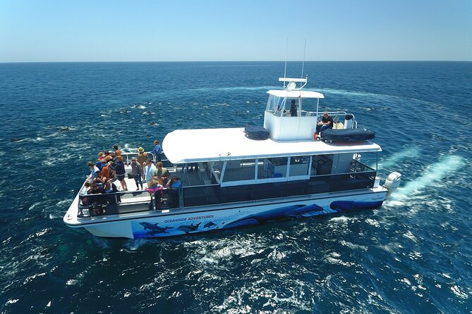Two-Hour Luxury Whale Watching Tour from Oceanside - What you may see beyond the harbor
