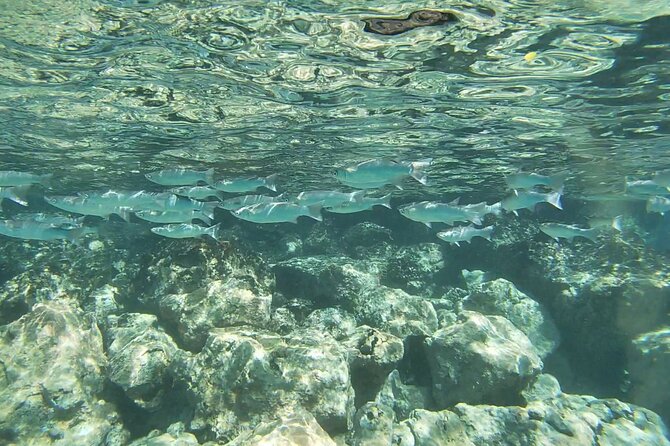 Two Reef Snorkel Trip-See Captain Cook Monument & Sea Caves - Is $119 a fair price?