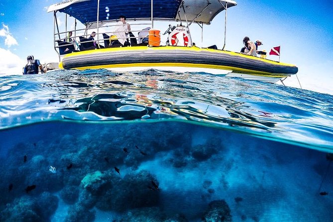 Ultimate 4 Hour Lanai Snorkel and Dolphin Encounter - The second stop for turtles, fish, and sharks