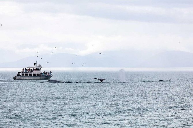 Ultimate Juneau Whale Watch and Mendenhall Glacier View - From downtown Juneau to Auke Bay in 25 minutes