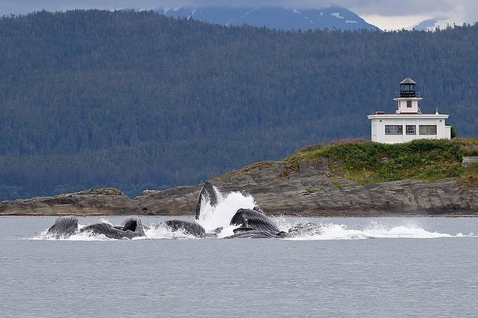 Ultimate Juneau Whale Watch and Mendenhall Glacier View - Orcas, sea lions, eagles, and other surprises