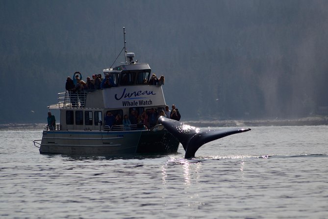 Ultimate Juneau Whale Watch and Mendenhall Glacier View - Two hours searching for humpback whales