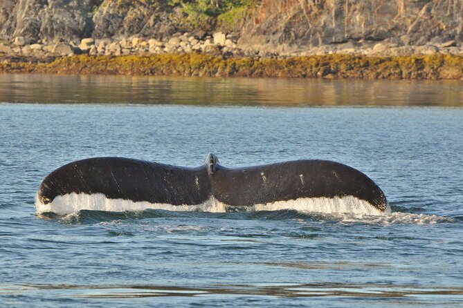 Ultimate Whale Watch and Tracy's Crab Shack Combo - The three-hour whale watch in Auke Bay