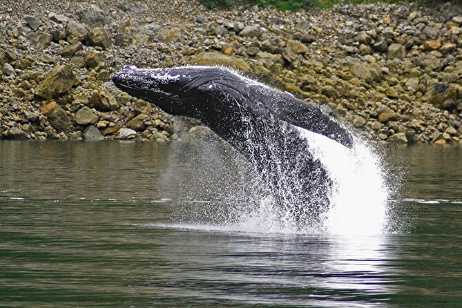 Ultimate Whale Watch and Tracy's Crab Shack Combo - Timing, group size, and the pace of the day