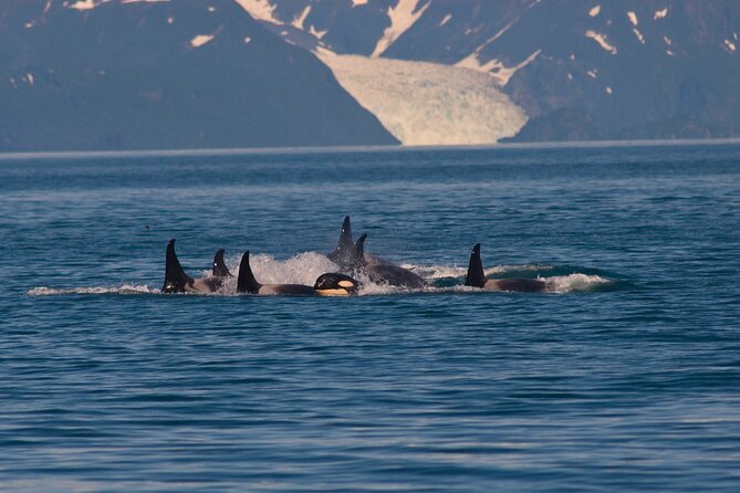 Ultimate Whale Watch and Tracy's Crab Shack Combo - Starting at the Goldbelt Tram