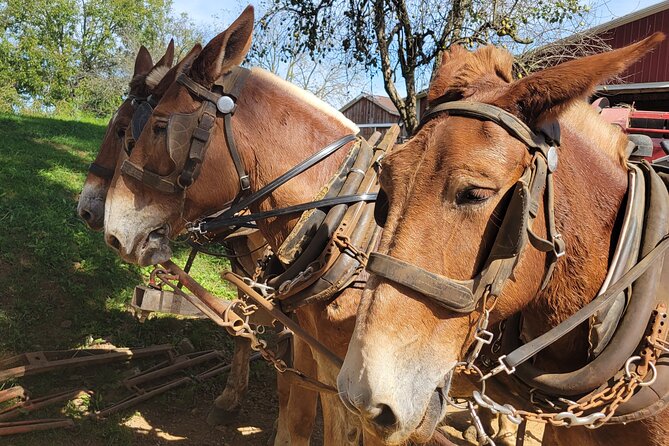 Unique Amish Immersion in Lancaster - Five details worth knowing before you book