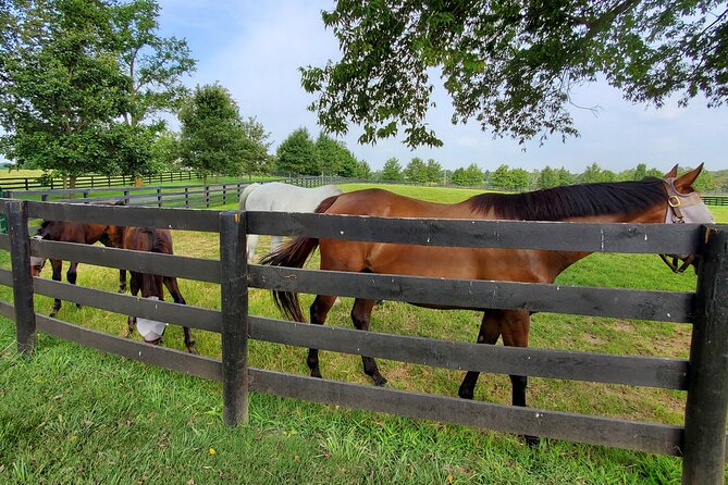 Unique Horse Farm Tours with Insider Access to Private Farms - What the $59 price really buys