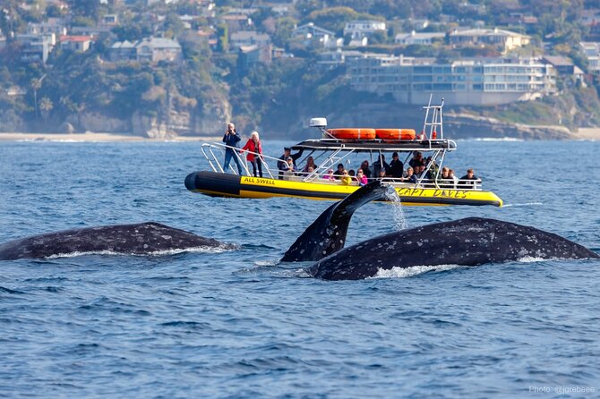 Up-Close Dolphin & Whale Watching Zodiac Adventure in Dana Point - Key points before you book
