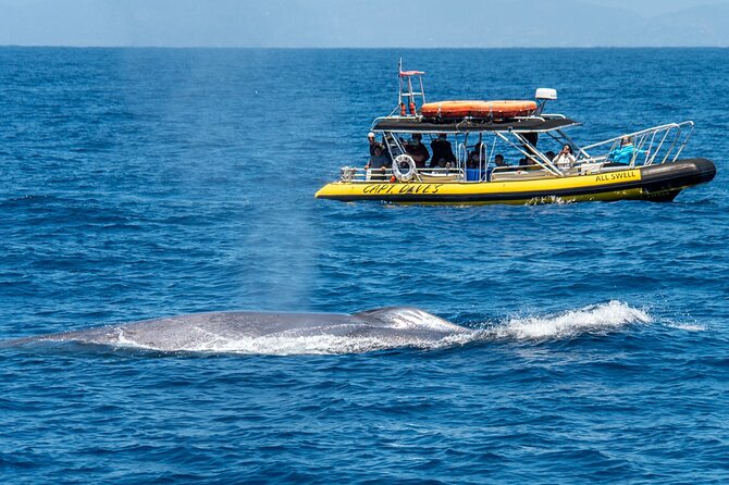 Up-Close Dolphin & Whale Watching Zodiac Adventure in Dana Point - Setting out from Dana Point Harbor