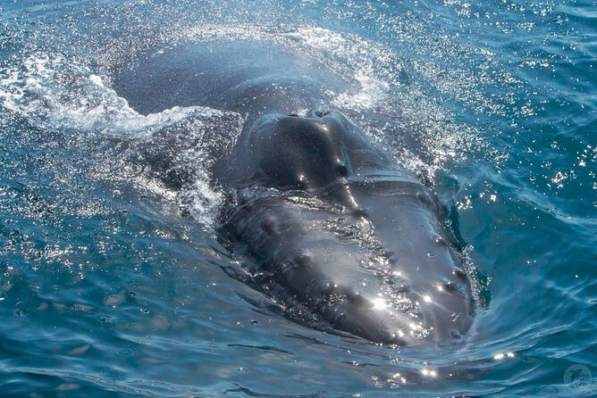 Up-Close Dolphin & Whale Watching Zodiac Adventure in Dana Point - Whales depend on season and luck