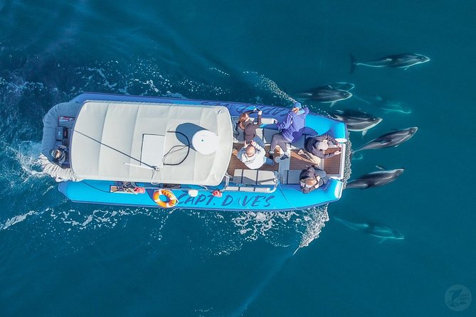 Up-Close Dolphin & Whale Watching Zodiac Adventure in Dana Point - The two-hour route, from harbor to open water