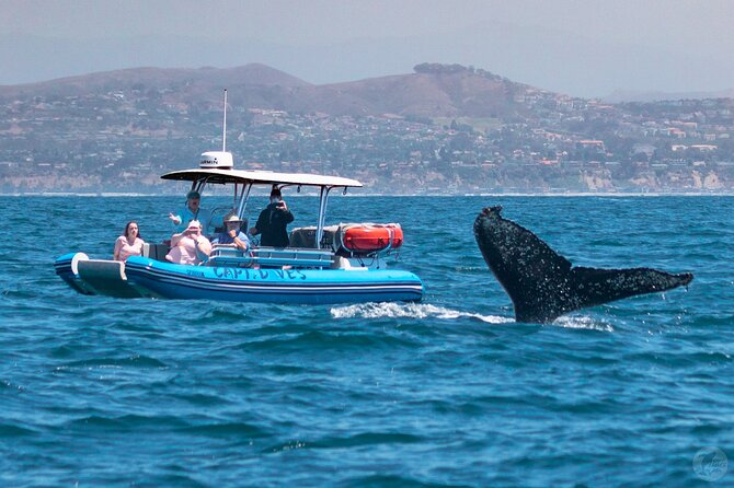Up-Close Dolphin & Whale Watching Zodiac Adventure in Dana Point - The crew adds real value