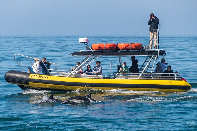 Up-Close Dolphin & Whale Watching Zodiac Adventure in Dana Point - Is $99.99 a good value?