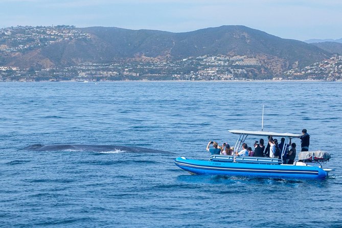 Up-Close Dolphin & Whale Watching Zodiac Adventure in Dana Point - Weather, clothing, and comfort