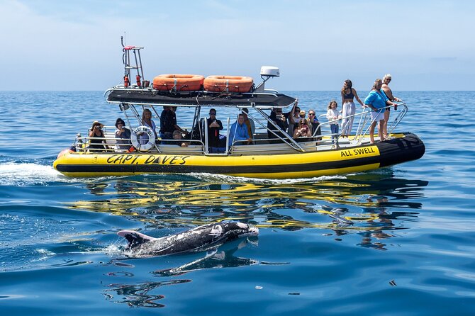 Up-Close Dolphin & Whale Watching Zodiac Adventure in Dana Point - Dolphins are the tour’s strongest card