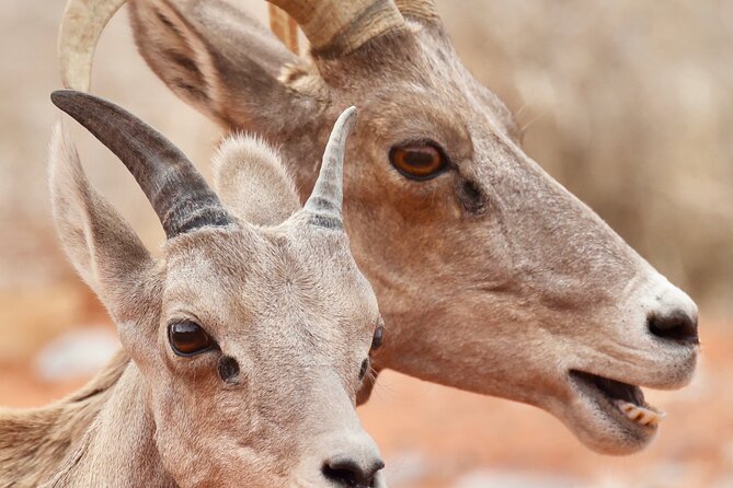 Valley of Fire and Red Rock Canyon Day Tour from Las Vegas - Red Rock Canyon: a useful extra, not a second full park